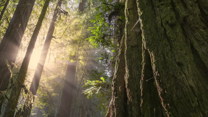 Sunlight Filtering Through Ancient Redwood Trees in Tranquil Forest. Redwood national park, United States. Sunlight Streams Through Tall Redwood Trees in morning fog