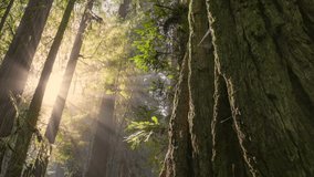 Sunlight Filtering Through Ancient Redwood Trees in Tranquil Forest. Redwood national park, United States. Sunlight Streams Through Tall Redwood Trees in morning fog - Powered by Shutterstock - Get 15% off with code: PIKWIZARD15