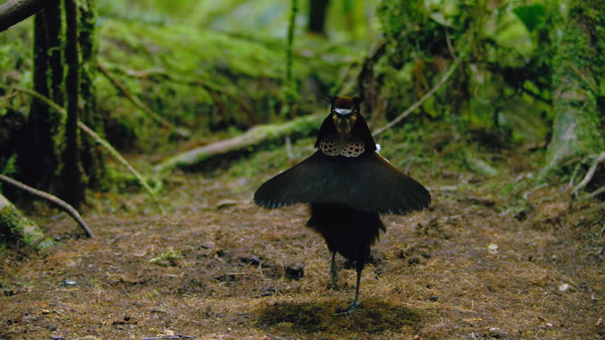 Carola's Parotia (Parotia carolae), Male Bird of Paradise dancing in courtship display in tropical jungle, Papua New Guinea.