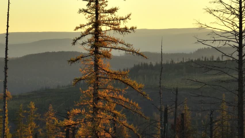 A drone ascending on trees to reveal mountain layers at sunset at Myra Canyon Park in Kelowna, British Columbia, Canada