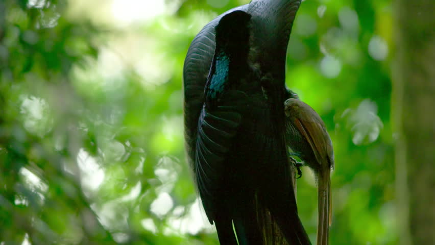 Black sicklebill (Epimachus meyeri), male bird of paradise with shoulder plumes and shiny badge of feathers dancing in courtship display in the forest, Papua New Guinea.