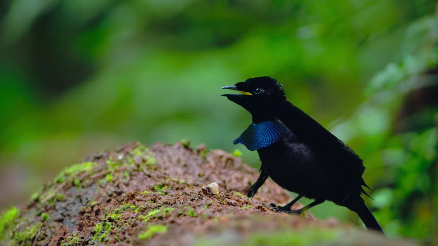 Male Greater Lophorina, Superb Bird of Paradise, calls for a mate in the forest, Papua New Guinea.