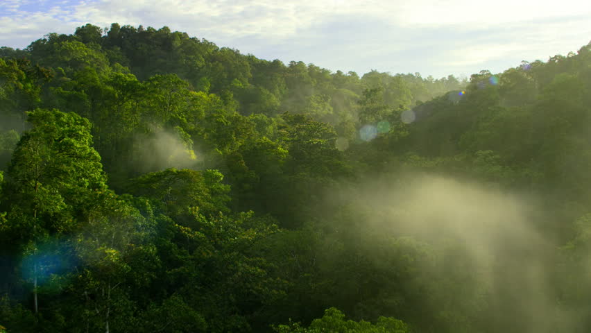 View green tropical forest with palms and canopy backlit. Local tourism, wildlife excursions in Papua New Guinea.