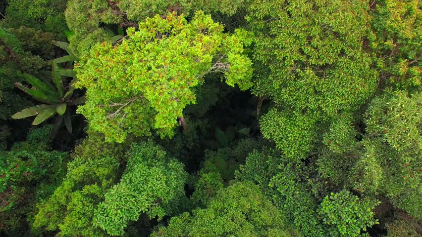 View green tropical forest with palms and canopy backlit. Local tourism, wildlife excursions in Papua New Guinea.