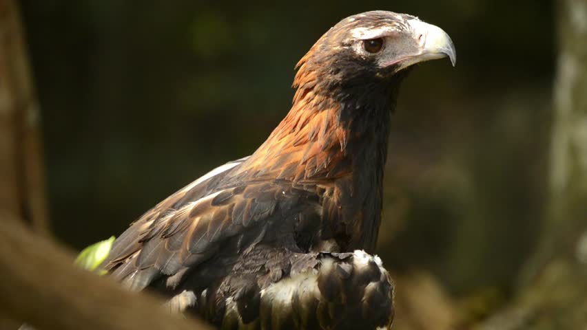 The wedge-tailed eagle is the largest bird of prey in the continent of Australia. It is also found in southern New Guinea to the north and is distributed as far south as the state of Tasmania.