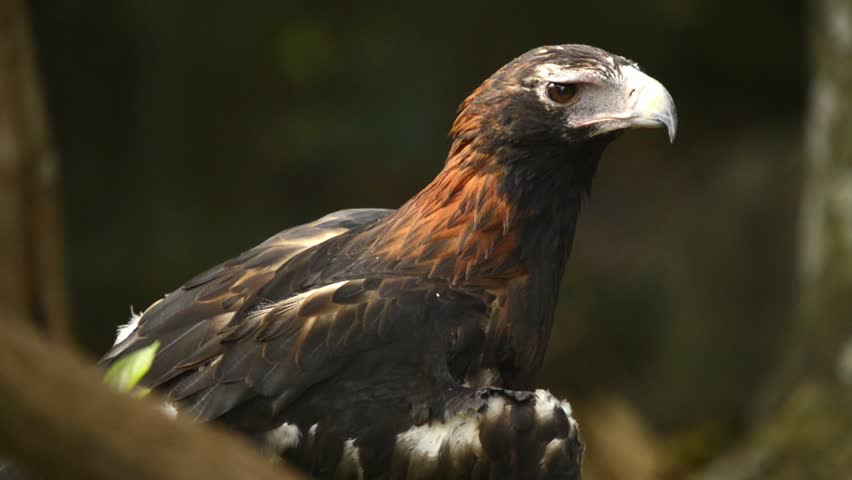 The wedge-tailed eagle is the largest bird of prey in the continent of Australia. It is also found in southern New Guinea to the north and is distributed as far south as the state of Tasmania.