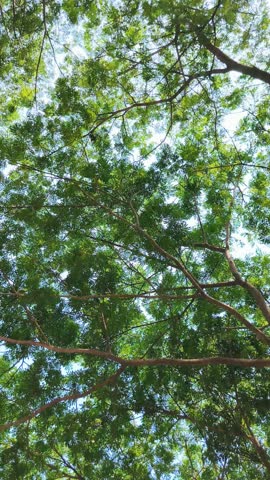 Moving through the trees in the park. The summer morning sun shines through the green leaves of the trees in the park. Bottom-up view as you walk under the trees.