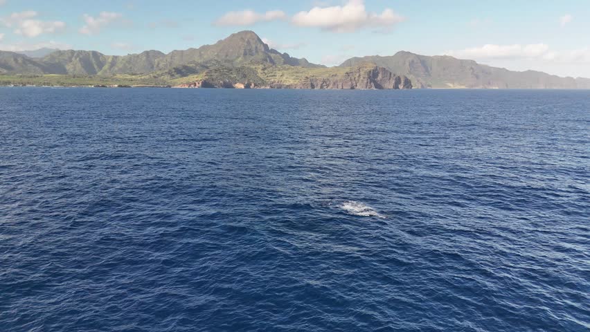 Aerial footage of humpback whales Kauai Hawaii