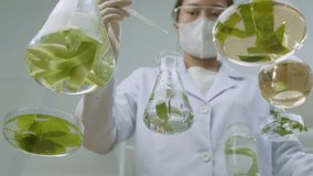 A scientist in a modern lab is seen in a video template taken from the bottom up, dropping solution into a flask holding new herbal solution next to petri plates containing various herbal constituents - Powered by Shutterstock - Get 15% off with code: PIKWIZARD15