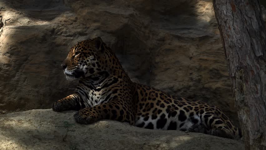 Young jaguar resting on the rocky cliff in the morning sun with breathtaking mountain views captured in high-quality slow motion