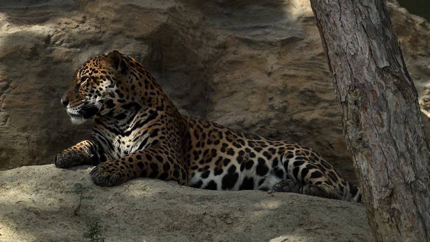 Young jaguar resting on a rocky cliff in the morning sun amidst stunning mountain scenery