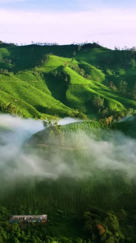 Tea plantations in Munnar, Kerala, India. Fresh green tea leaves (Vertical)