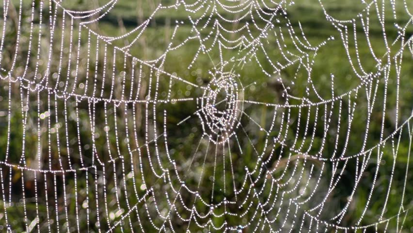 A big spider web by the river. Dew on a spider