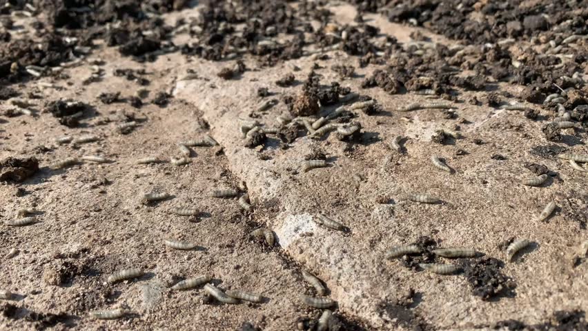 A lot of maggots in a pile of pig dung.