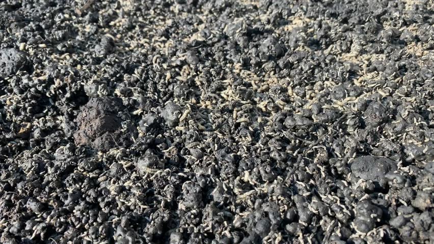 A lot of maggots in a pile of pig dung.