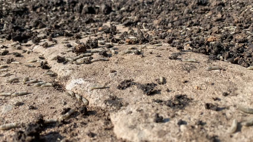 A lot of maggots in a pile of pig dung.