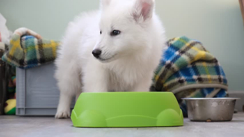A small White Swiss Shepherd Dog or Berger Blanc Suisse puppy lapping water from a bowl.