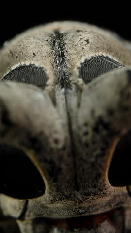 Vertical video. Close-Up of a Longhorn Beetle, Highlighting Intricate Patterns and Textures on its Exoskeleton. Black Background Emphasizes Details, Making the Beetle