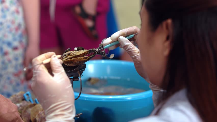 At a pearl farm in Vietnam, a woman carefully places a fake pearl into oysters with tongs. Cultured Vietnamese pearls, underscoring the local jewelry industry and craftsmanship.