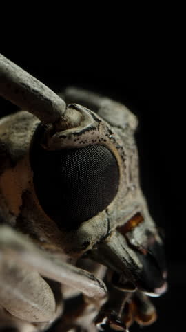 Vertical video. wiggles his mustache, the principle of operation of the hinge. Close-Up Of A Longhorn Beetle, Focusing On Its Complex Eyes And Antennae, Highlighting Its Detailed Features.