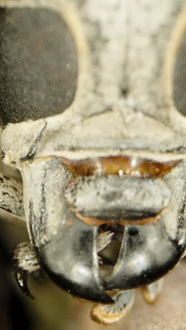 Vertical video. Longhorn Beetle Climbing On Succulent, Close-Up Showing Its Distinctive Eyes And Mandibles, Highlighting Intricate Features.