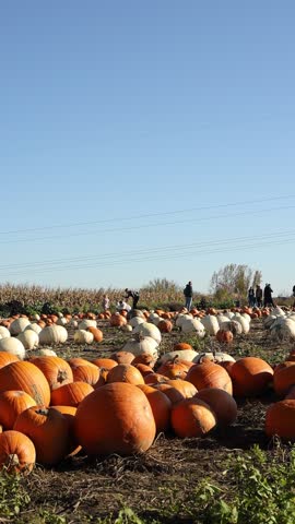 Autumn Pumpkin Patch Adventure for Families in Rural Farmland
