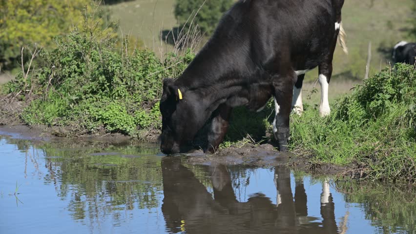 A cow standing near a water puddle in an open field, drinking water under a clear sky. The animal enjoys the fresh air and open space of the countryside