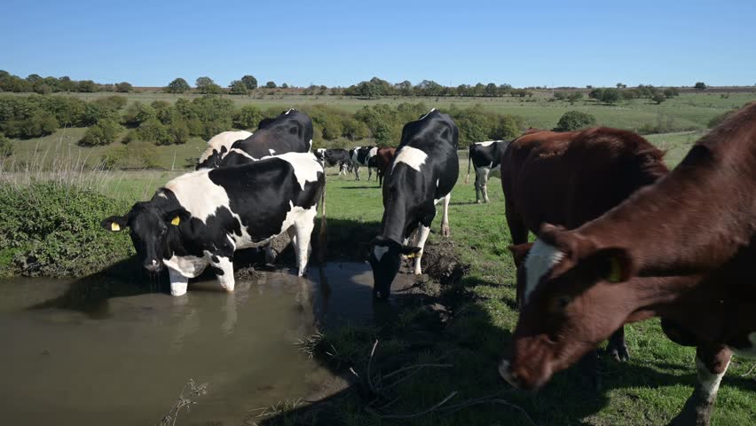 A cows standing near a water puddle in an open field, drinking water under a clear sky. The animal enjoys the fresh air and open space of the countryside