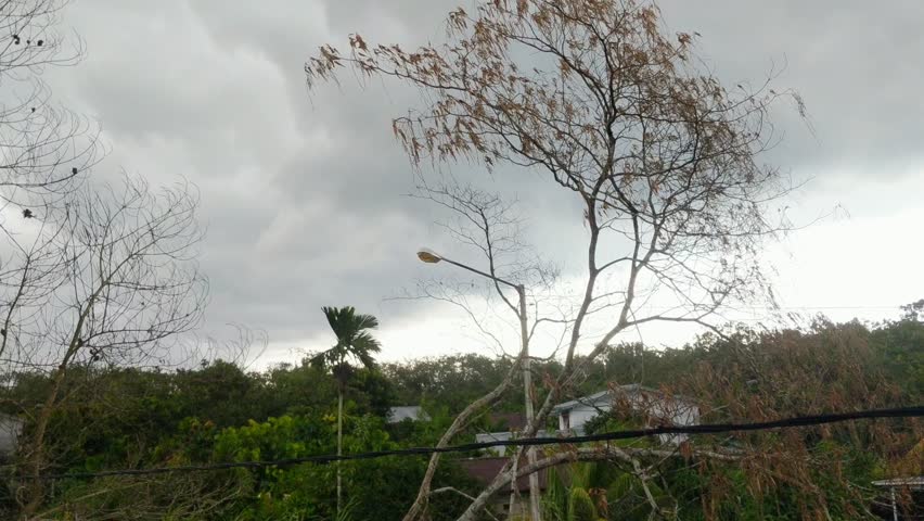 Strong tree shaking due to gusts of wind