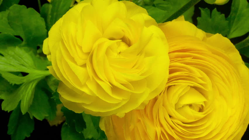 yellow ranunculus meaning