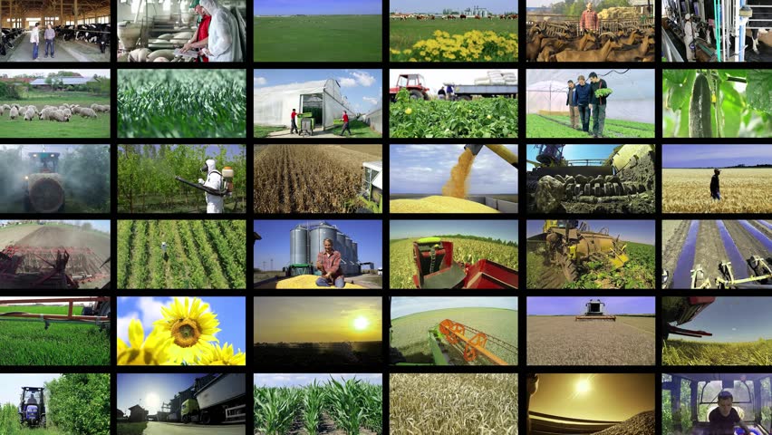 Agriculture - Conceptual Multi Screen Video. Agricultural Activities. Sustainable Agriculture. Farmers at Various Seasonal Agricultural Works. Animal Husbandry. Food Production. Farming Jobs.