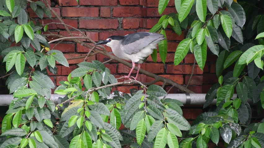 The black-crowned night heron, commonly shortened to just night heron in Eurasia, is a medium-sized heron found throughout a large part of the world,