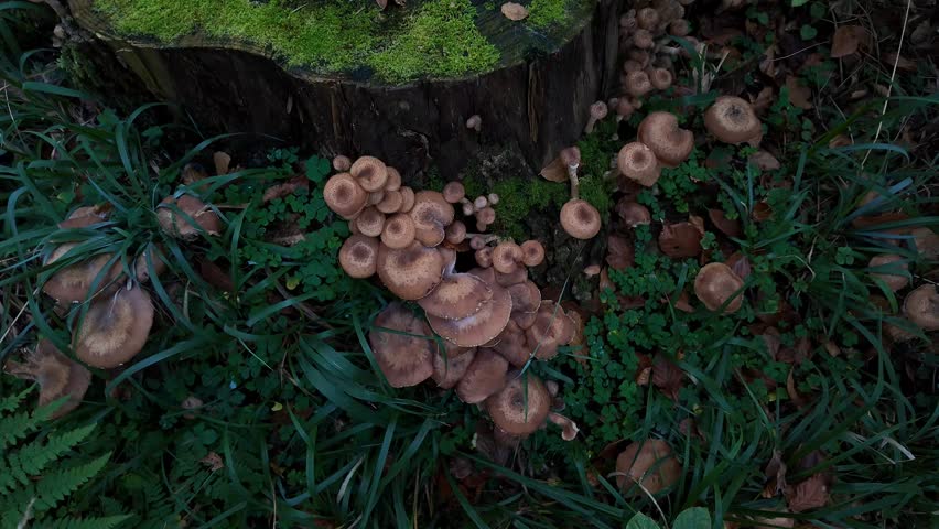 Mushrooms grow around a moss covered tree stump in a forest, symbolizing autumn and biodiversity