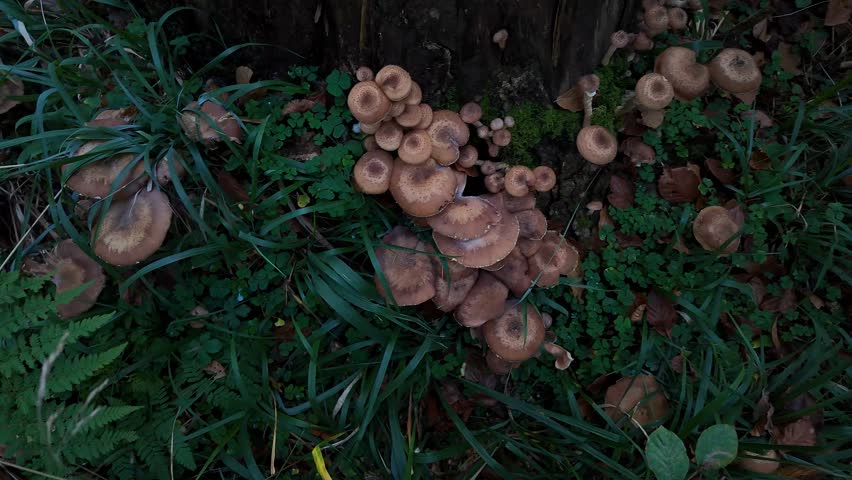 Cluster of brown mushrooms growing beside a moss covered tree stump in a forest setting, perfect for nature and autumn themed projects