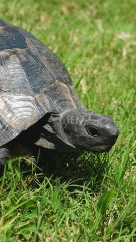 Tortoise crawling on green grass. Endangered animal in tropical climate. Environmental protection. Travel destinations. Conservation in summer