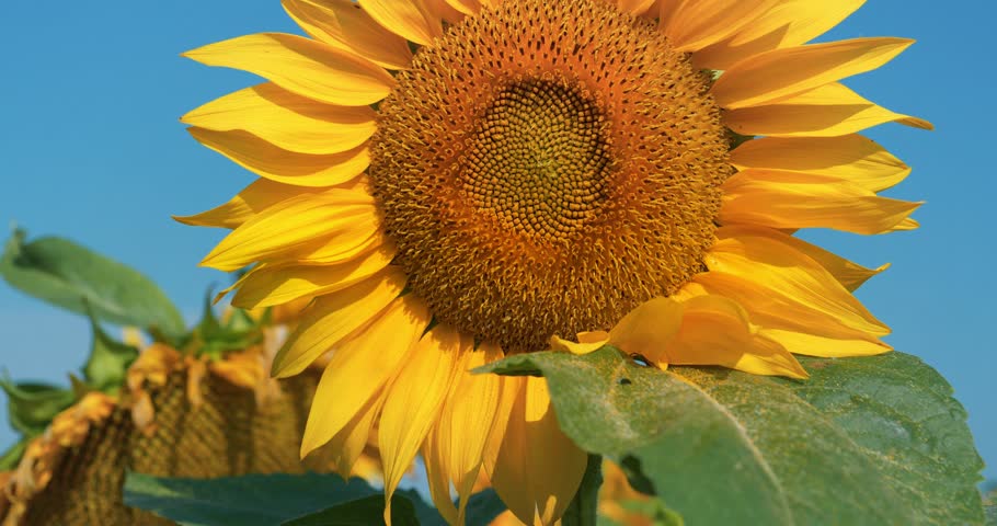 Bee flew in and sat on sunflower. Bees collecting pollen and nectar. Cinema 4K 60fps tilt view video