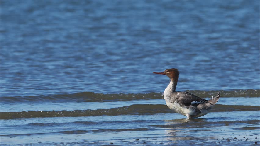 Red-breasted merganser female take off (slow motion)