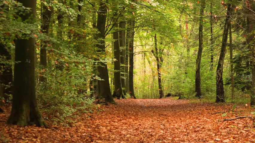 Autumn, beautiful forest path with flying leaves