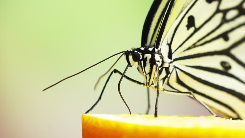 Super close-up：A large butterfly was foraging for food. 