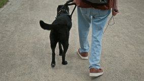 Back view of unrecognisable blind man with cane walking along park road holding harness handle of guide dog who turning around and looking at camera - Powered by Shutterstock - Get 15% off with code: PIKWIZARD15