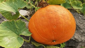 Organic orange pumpkin growing on agricultural soil. Pumpkin field on sunny evening. Fresh vegetables. Food production. High quality 4k footage - Powered by Shutterstock - Get 15% off with code: PIKWIZARD15