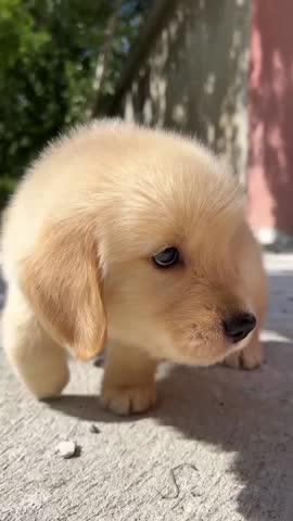 Cute Puppy Exploring Outdoors in Sunshine.