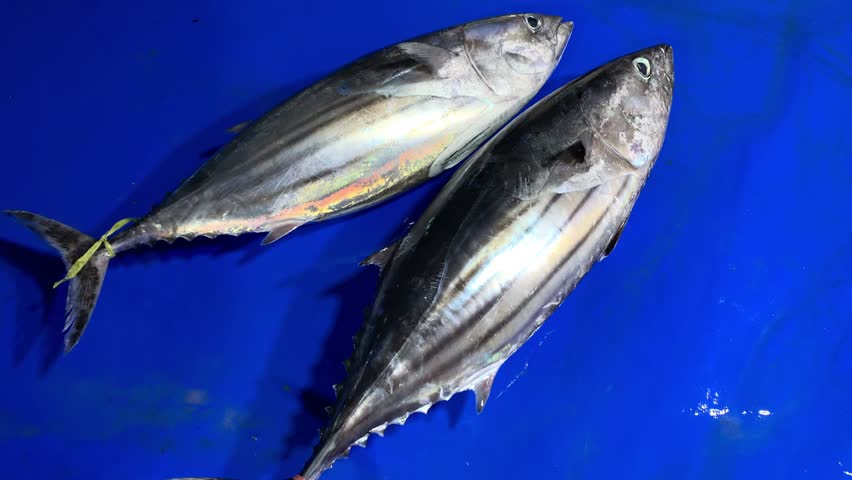 shipjack tuna fish on the market