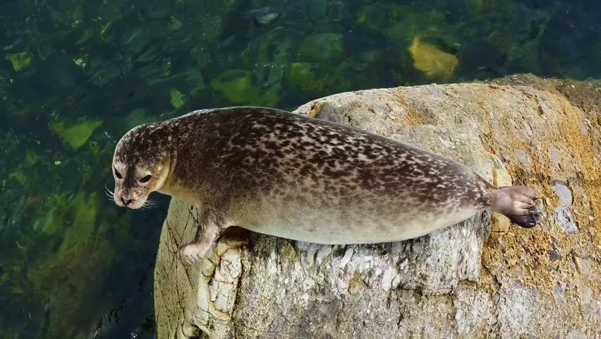 A seal enjoys life on a rock warmed by the rays of the sun surrounded by calm and crystal clear waters at low tide. The natural landscape provides a peaceful setting for this marine mammal.