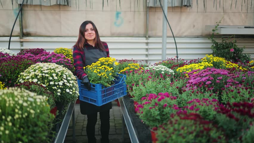 Smiling attractive woman, female gardener walking through the greenhouse carrying a box with a flower pot of beautiful blooming chrysanthemums