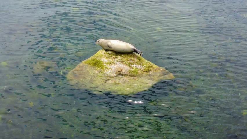 One seal relaxes on a rock warmed by the rays of the sun surrounded by calm and crystal clear waters at low tide. The natural landscape provides a peaceful setting for this marine mammal.