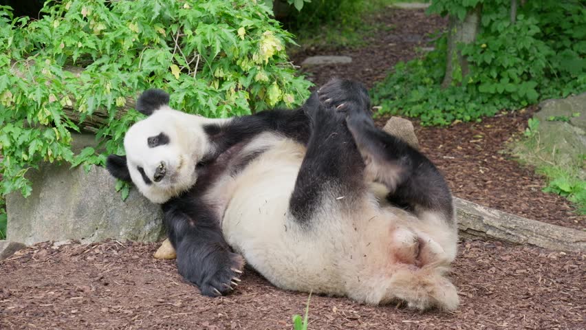 Beautiful Panda scratching Crouchin  on the Ground