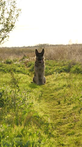 Purebred German Shepherd Dog Run in Spring Field in Slow Motion Side To The Camera. Gorgeous, Powerful Domestic Animal in Motion