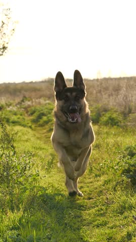 Purebred German Shepherd Dog Run in Spring Field in Slow Motion Side To The Camera. Gorgeous, Powerful Domestic Animal in Motion