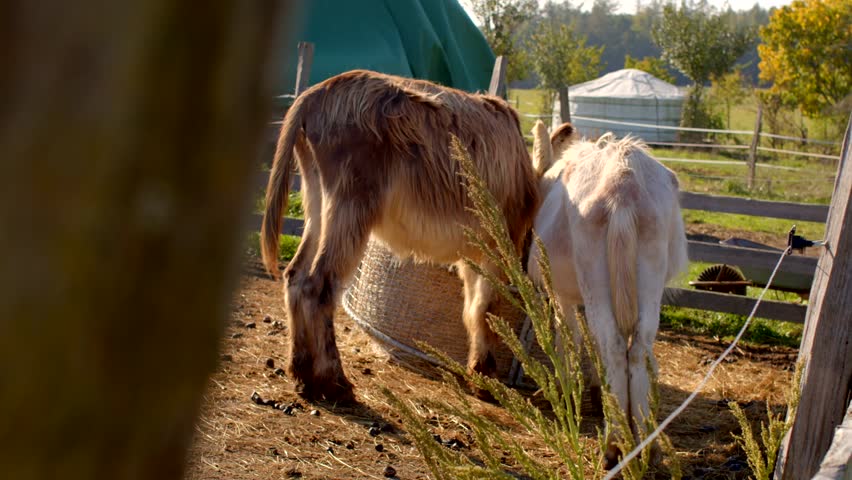 Two lovely farm animals are happily enjoying their time together in a beautiful and peaceful pasture setting